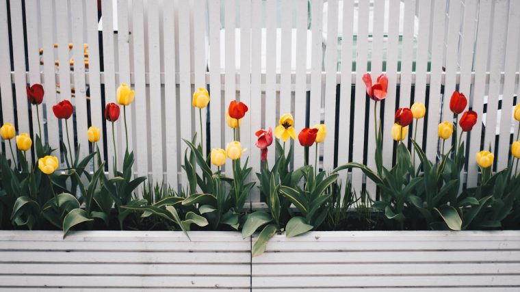 La magie des fleurs de printemps vivaces avec un tableau coloré qui se renouvelle.