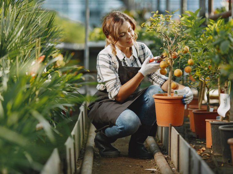engrais à choisir pour optimiser la récolte de vos arbres fruitiers