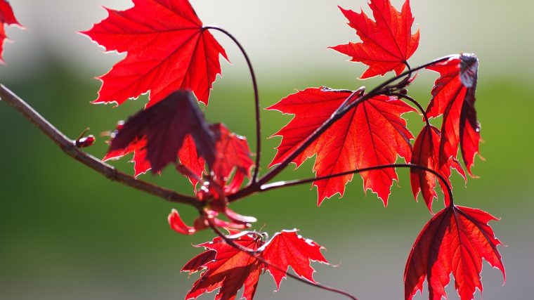 Les arbustes à fleurs rouges au printemps est un atout pour votre jardin