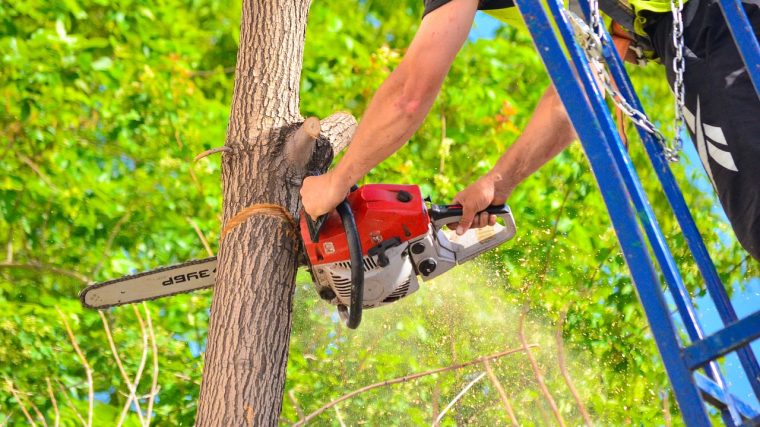 Outils essentiels pour élaguer efficacement vos arbres