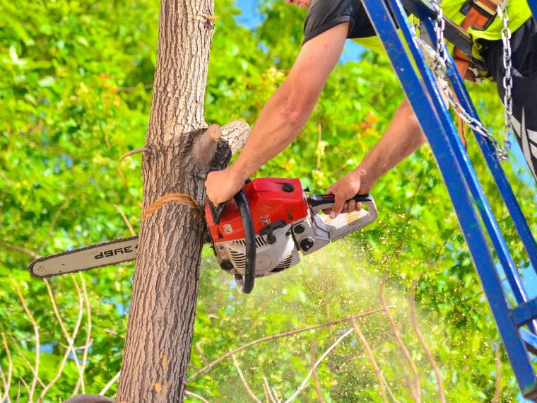 Outils essentiels pour élaguer efficacement vos arbres