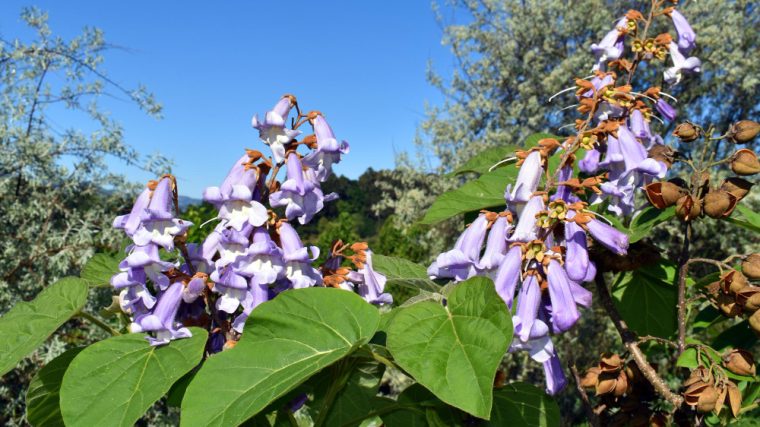 tailler et entretenir efficacement votre Paulownia
