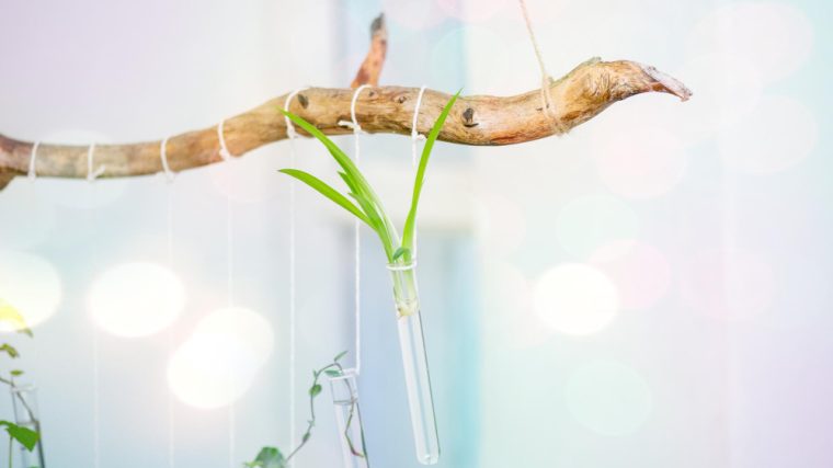 sublimer votre espace avec une branche de bois décorative