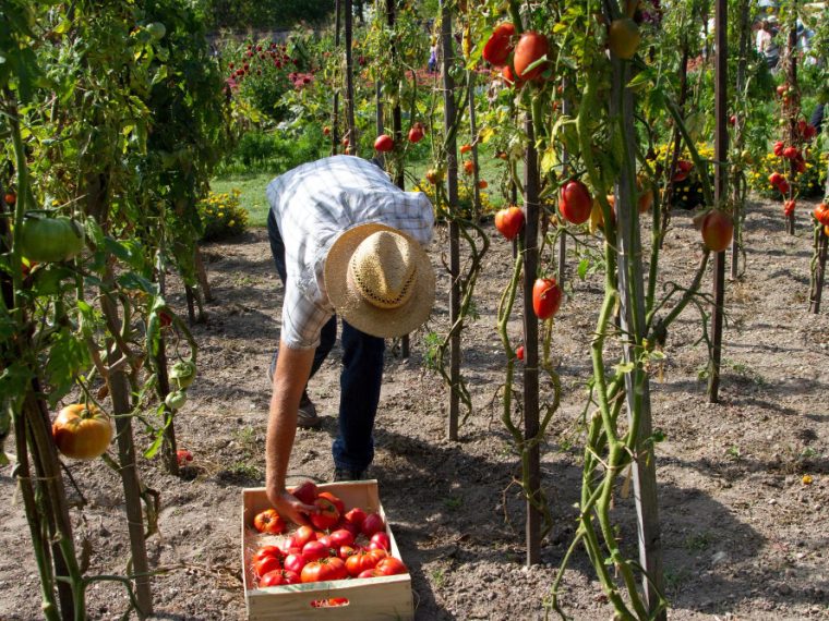 légume éviter de planter à côté des tomates pour un potager réussi